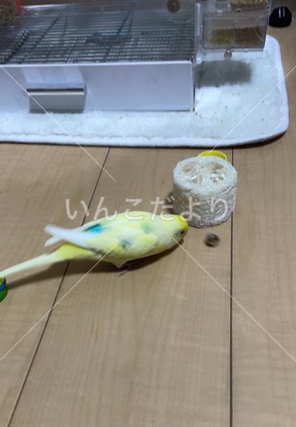 迷い鳥の写真