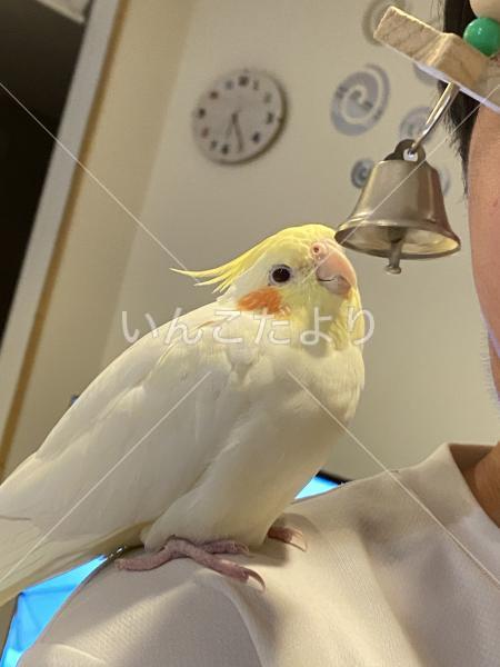 迷い鳥の写真