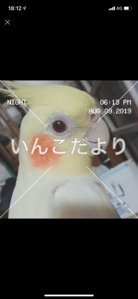 迷い鳥の写真