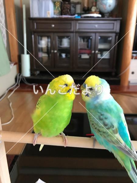 迷い鳥の写真