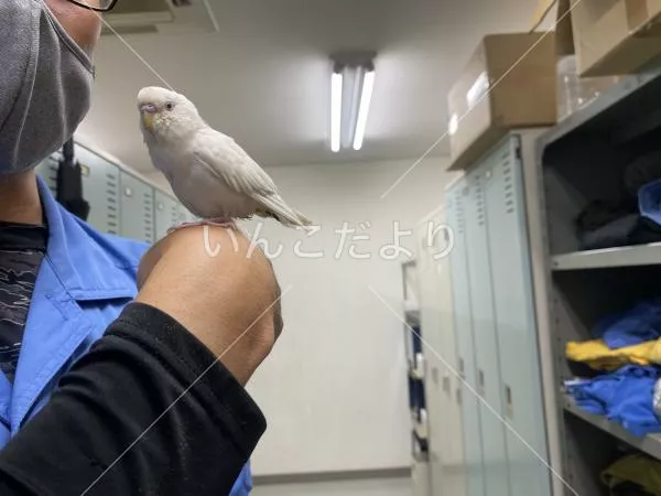 保護鳥の写真