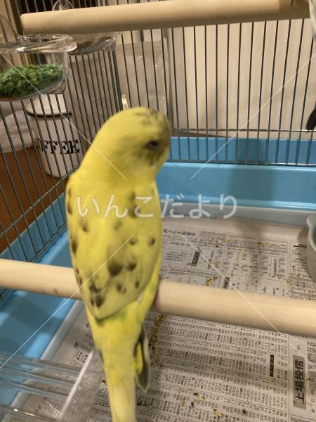 迷い鳥の写真