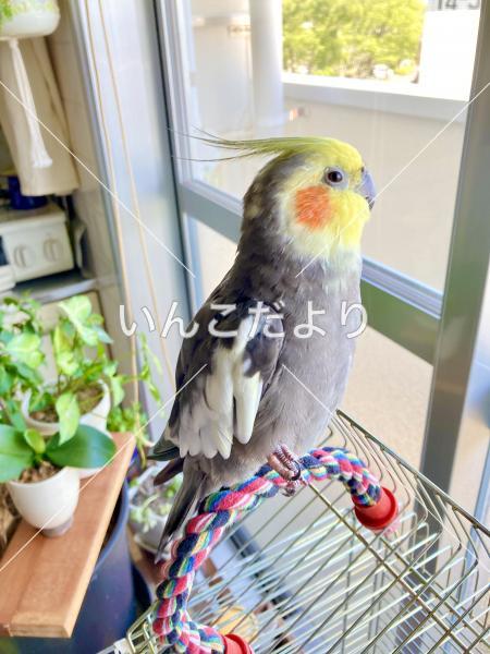 迷い鳥の写真
