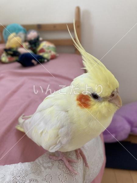 迷い鳥の写真