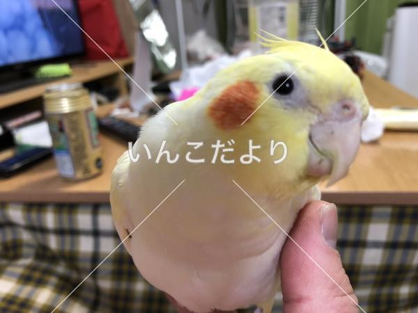 迷い鳥の写真