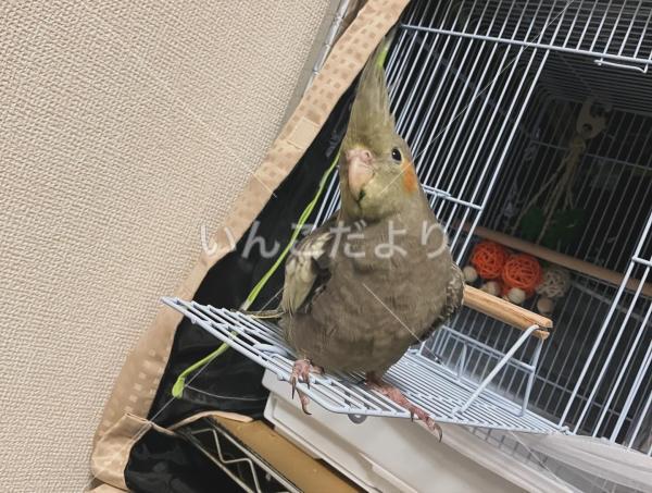 迷い鳥の写真
