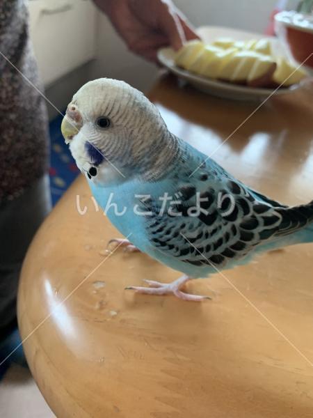 迷い鳥の写真