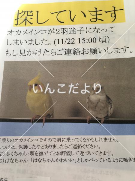 迷い鳥の写真
