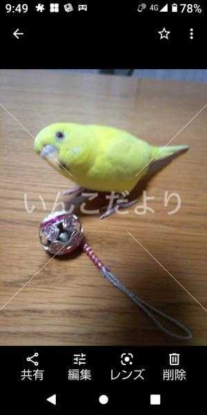 迷い鳥の写真