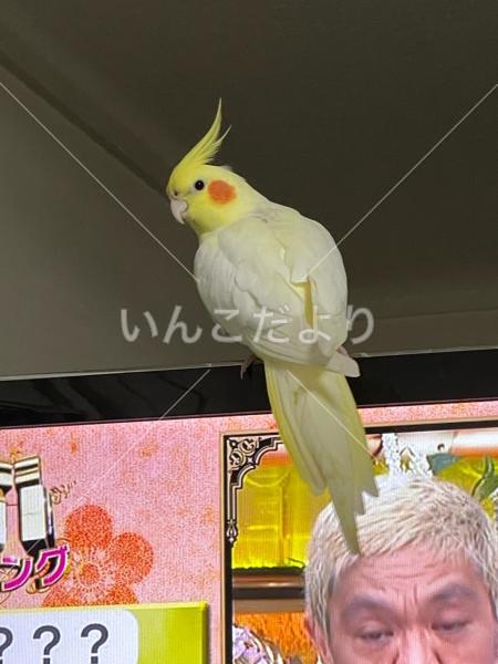 迷い鳥の写真