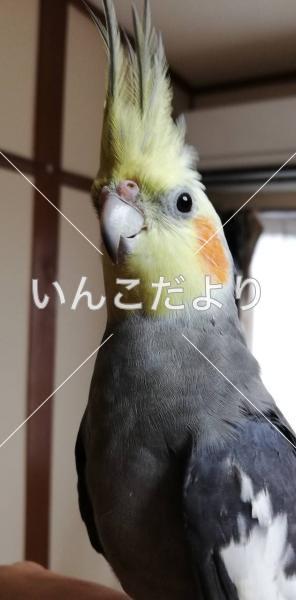 迷い鳥の写真