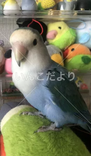 保護鳥の写真