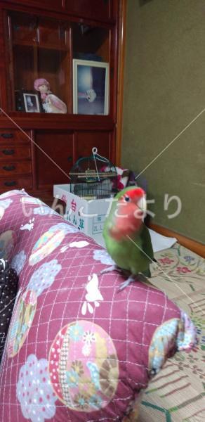 迷い鳥の写真