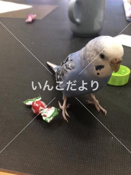迷い鳥の写真