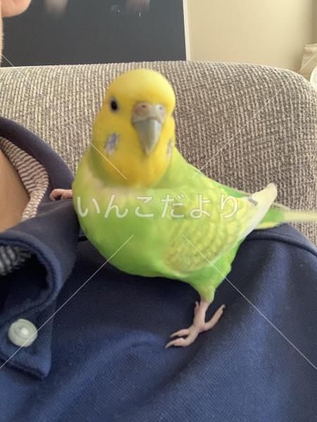 迷い鳥の写真