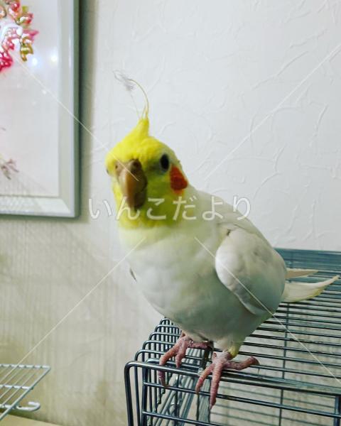 迷い鳥の写真