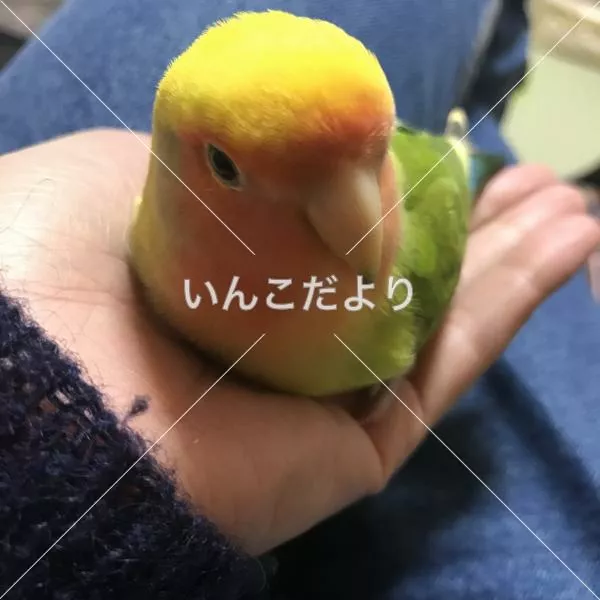 保護鳥の写真