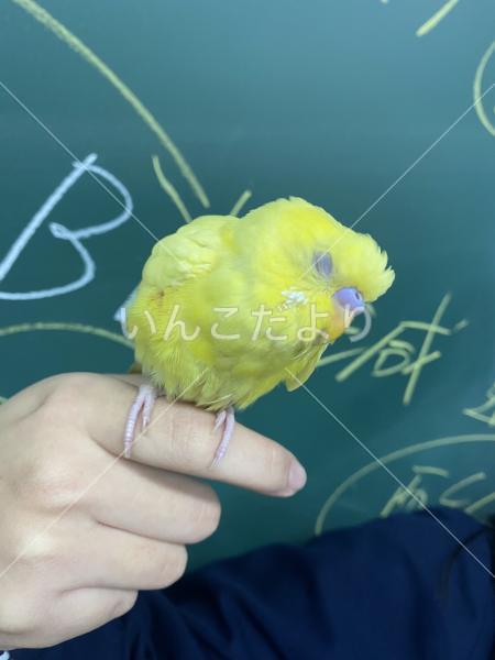迷い鳥の写真