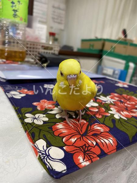 迷い鳥の写真