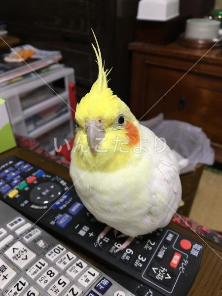 迷い鳥の写真
