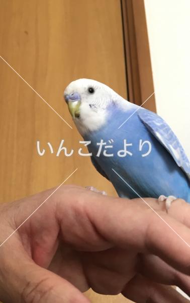 保護鳥の写真