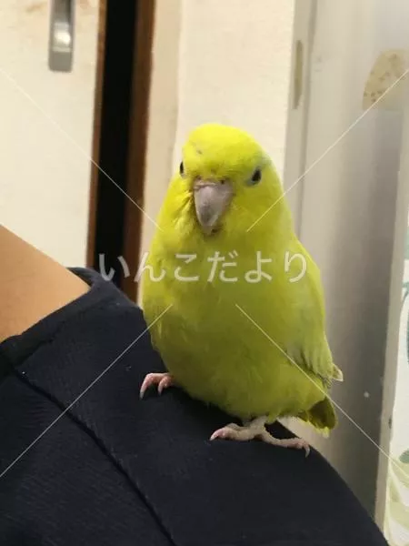 保護鳥の写真