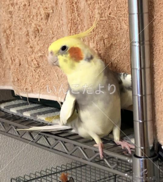 迷い鳥の写真