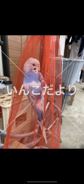 保護鳥の写真