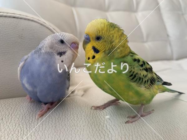迷い鳥の写真