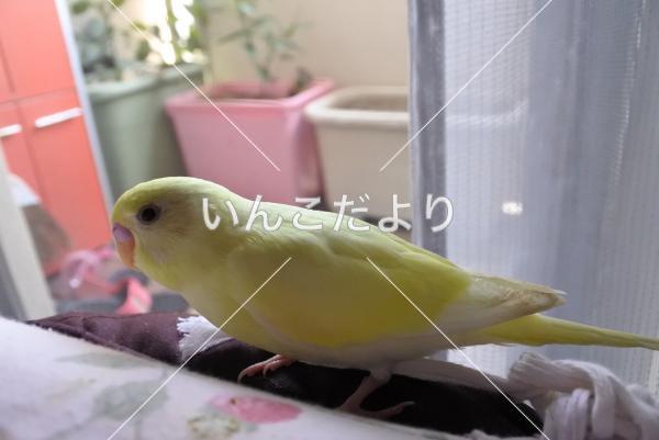 迷い鳥の写真