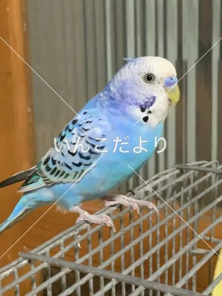 保護鳥の写真