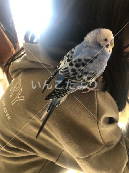 保護鳥の写真