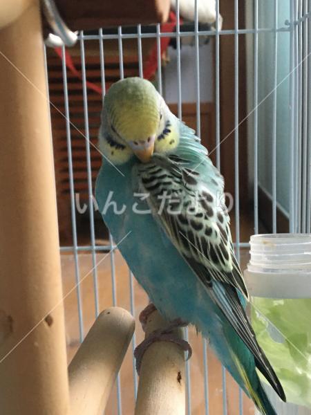 保護鳥の写真