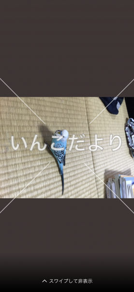 迷い鳥の写真
