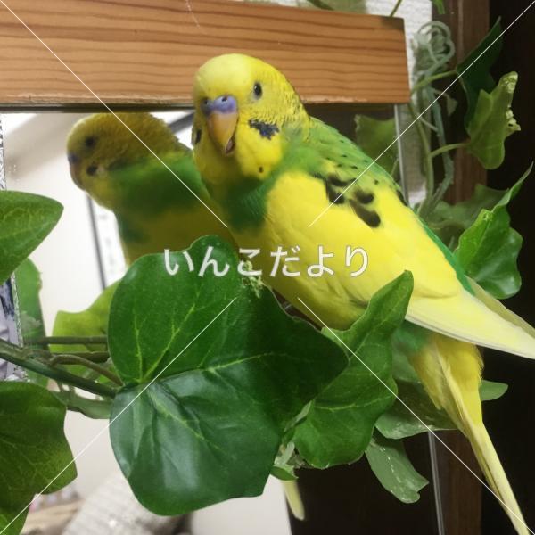 迷い鳥の写真
