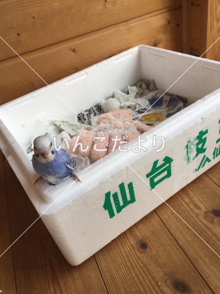 迷い鳥の写真