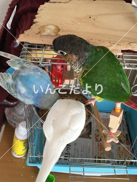 迷い鳥の写真