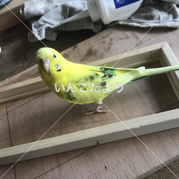 迷い鳥の写真
