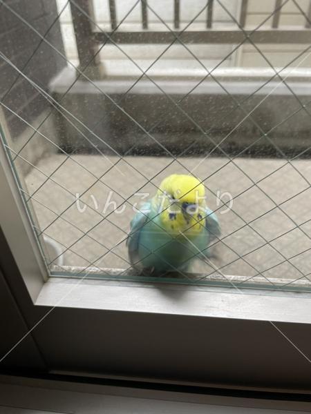 保護鳥の写真