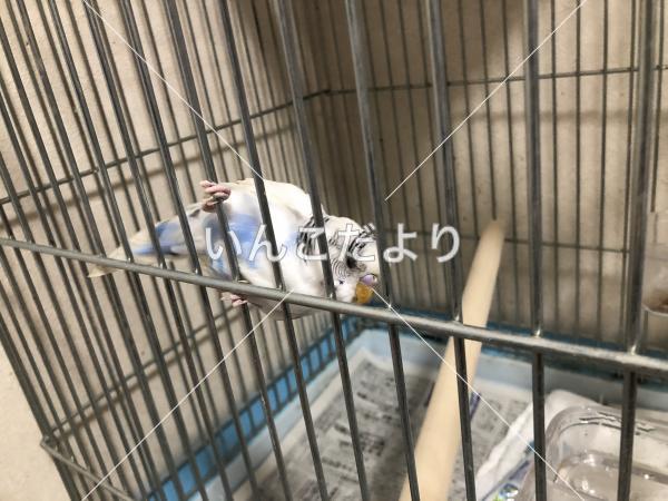 保護鳥の写真