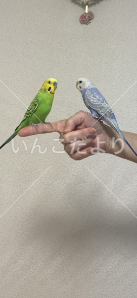 迷い鳥の写真