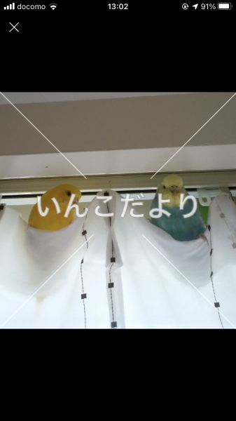 迷い鳥の写真