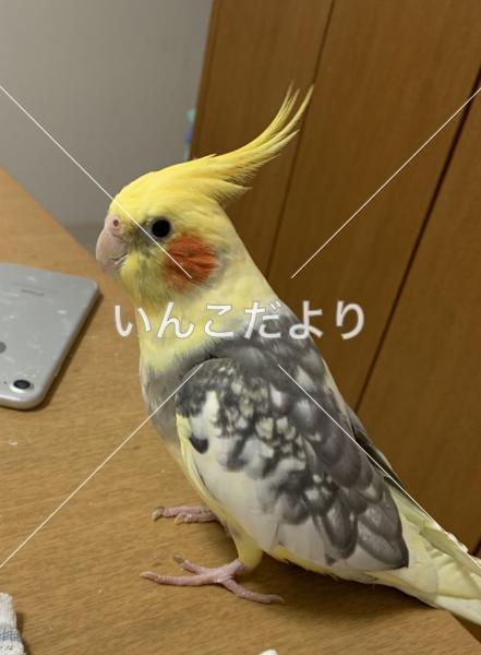 迷い鳥の写真