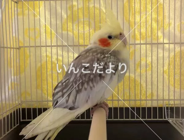 保護鳥の写真