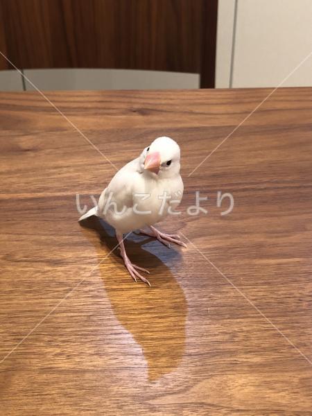 迷い鳥の写真