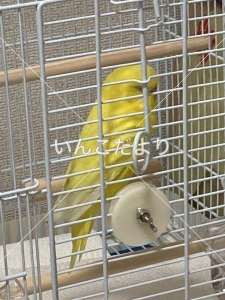 保護鳥の写真