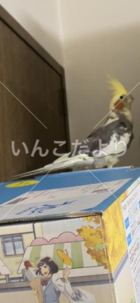 迷い鳥の写真