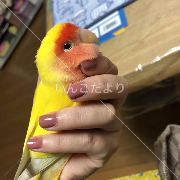 迷い鳥の写真