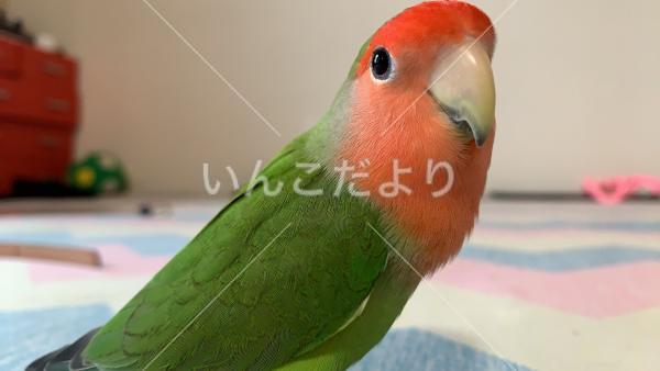迷い鳥の写真