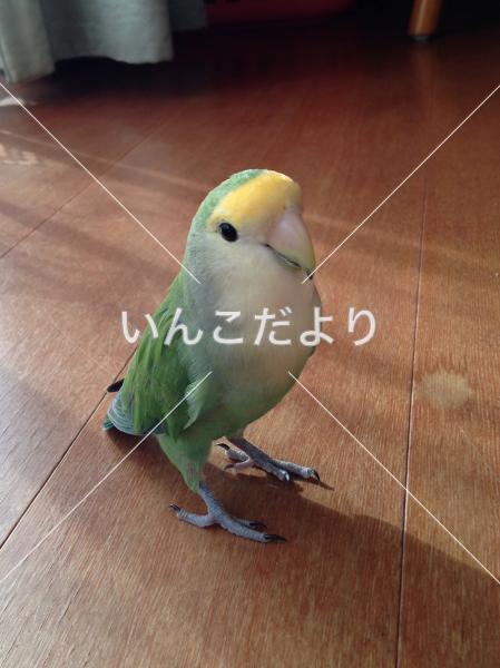 迷い鳥の写真